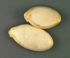   Seeds:   Cucurbita pepo ; Photo by B. Petty, USDA APHIS PPQ, imageID.idtools.org
